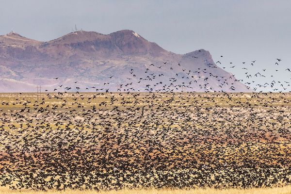Jaynes Gallery 아티스트의 USA-New Mexico-Bosque Del Apache National Wildlife Refuge-Red-winged blackbirds taking flight작품입니다.